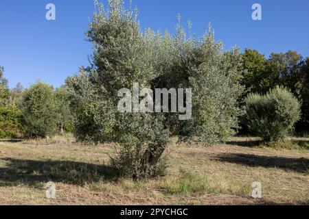 Alte Olivenhaine auf einem Hügel in Montemassi. Italien Stockfoto