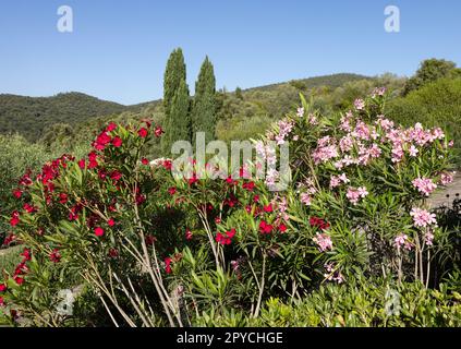 Wunderschöne kleine Oleander-Blumen. Stockfoto