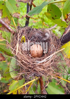 Walnuss in einem Vogelnest auf einem Baum Stockfoto