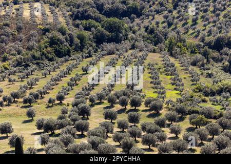 Ackerland und Olivenhaine um Montemassi in der Provinz Grosseto. Italien Stockfoto