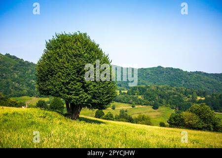 Baum auf einem Feld in Picos de Europa, Asturien, Spanien Stockfoto