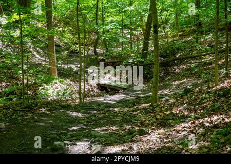 Kleine Fußgängerbrücke über einen Waldbach entlang eines Wanderwegs Stockfoto