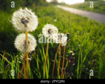 Weiße flauschige Löwenzahne. Mehrere Blumen. Löwenzahn ist in der Fortpflanzungsphase. Gegenlicht Stockfoto