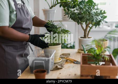 Eine afroamerikanische Frau, die eine Pflanze in neue Töpfe verwandelt, zu Hause Gartenarbeit, Hobbys und Freizeit, Kultivierung und Pflege von Topfpflanzen in Innenräumen. Die grüne Pflanze wird wieder in den Blumentopf gepflanzt. Stockfoto