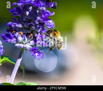 Gemeine Karderbiene fliegt zu einer violetten Salbeiblume Stockfoto