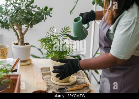 Nahaufnahme Vielfalt afroamerikanische Gärtnerin gießt pflanzliche Grünpflanzen in Keramiktöpfen. Konzept von Heimgarten und Topfpflanzen Stockfoto