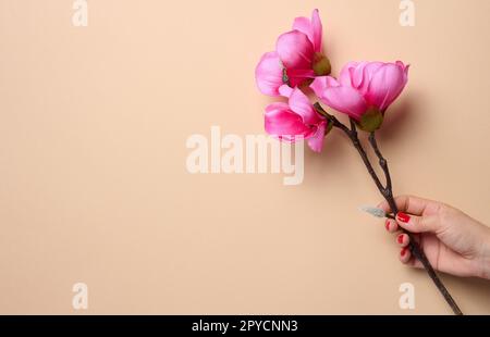 Die Hand einer Frau hält einen Magnolienzweig mit rosa Blumen auf beigefarbenem Hintergrund Stockfoto