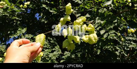 Koelreuteria paniculata. Eine blühende Pflanzenart in der Familie Sapindaceae, die in Ostasien, China und Korea heimisch ist. Goldenrainbaum, Indianerstolz, Chinabaum und der Lackbaum Stockfoto