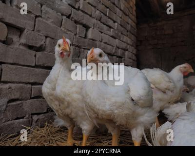 Weiße Hühner Farm, echte Landschaft. Hühner in der Dorfscheune. Haltung von Geflügel zur Erzeugung von Eiern und Fleisch. Geflügel und Tierhaltung. Viele Vögel sitzen und laufen. Stockfoto