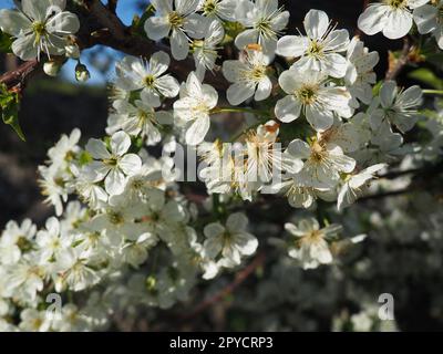 Ein Baum blüht mit weißen Blumen. Kirsche, Apfel, Pflaume oder Süßkirsche im blühenden Zustand. Zarte weiße Blütenblätter. Ein sehr schöner blühender Frühlingsgarten. Stockfoto