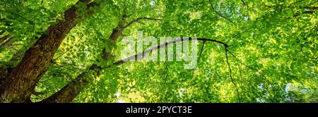 Alter riesiger Lindenbaum mit frischem, jungen Laub. Stockfoto