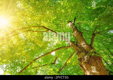 Riesenlindenäste mit frischem, jungen Laub. Stockfoto