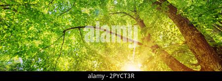 Alter riesiger Lindenbaum mit frischem, jungen Laub. Stockfoto