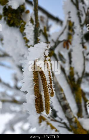 Schneebedeckte heruntergekommene Birke mit Infructeszenz Stockfoto