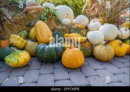 Ein Haufen verschiedener Kürbisse, Zierrippen, die auf dem Boden auf einer Farm liegen, während Dankeschön für die Dekoration, Halloween, Oktober Stockfoto