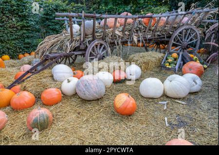 Stillleben große Kürbisse in Orange und Weiß liegen während der Erntesaison im Oktober vor einem Holzwagen auf einem Bauernhof Stockfoto