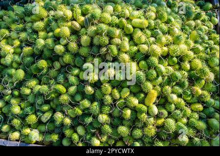 Jede Menge grüne Gurken, Stachelschnürze, Momordica dioica, stachelige Kantola im Freien auf einer Farm, die während Thanksgiving, Halloween, Oktober zum Verkauf angeboten wird Stockfoto