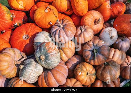 Wunderschöne SpeiseKürbisse mit verschiedenen orangefarbenen Farben auf einer Farm während der Erntesaison im Oktober Hintergrund, Preisschild auf den Kürbissen Stockfoto