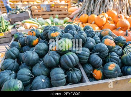 Kleine runde dunkelgrüne Kürbisse in einem Holzkorb auf einem Bauernhof, die während der Erntesaison im Oktober zum Verkauf angeboten werden, mit anderen Kürbissen im Hintergrund Stockfoto