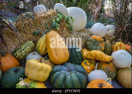 Stillleben verschiedene Variationen von Kürbissen und Zierrippen, die während der Erntesaison zum Verkauf auf dem Boden eines Bauernhofs liegen Stockfoto