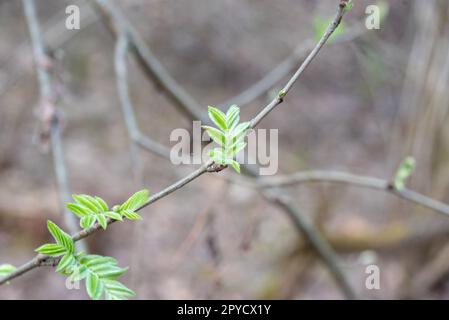 Die ersten Frühlingszarten Blätter, Knospen und Äste. Zweig mit jungen grünen Blättern im Hintergrund. Junge Blätter im Gebüsch. Kleine grüne Blätter b Stockfoto