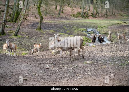 Doe, weibliche Hirschkuh, die vor einer Gruppe von Ziegen und billy-Ziegen läuft, Fluss im Hintergrund, Wildpark Brudergrund, Erbach, Deutschland Stockfoto