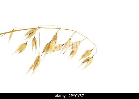 Haferpflanzenzweig mit reiffertigen Haferkörnern Stockfoto