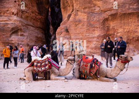 27. Januar 2023 Petra, Jordanien. Kamele und Menschen im Petra Siq Canyon in der Nähe von Al Khaznov. Stockfoto