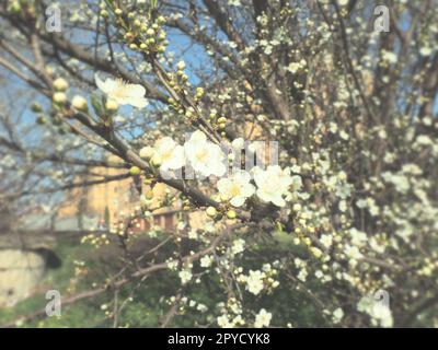 Ein Baum blüht mit weißen Blumen. Kirsche, Apfel, Pflaume oder Süßkirsche im blühenden Zustand. Zarte weiße Blütenblätter. Postkarte. Herzlichen Glückwunsch zum Frühlingstag, glücklicher Muttertag. Weichzeichner. Stockfoto