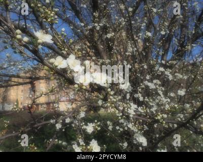 Ein Baum blüht mit weißen Blumen. Kirsche, Apfel, Pflaume oder Süßkirsche im blühenden Zustand. Zarte weiße Blütenblätter. Postkarte. Herzlichen Glückwunsch zum Frühlingstag, glücklicher Muttertag. Weichzeichner. Stockfoto