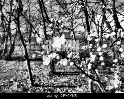 Ein Baum blüht mit weißen Blumen. Kirsche, Apfel, Pflaume oder Süßkirsche im blühenden Zustand. Zarte weiße Blütenblätter. Postkarte. Herzlichen Glückwunsch zum Frühlingstag, glücklicher Muttertag. Schwarz auf Weiß Stockfoto