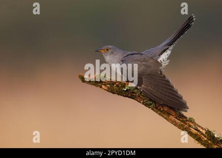 Nahaufnahme eines gewöhnlichen Kuckucks, hoch oben auf einem Ast Stockfoto
