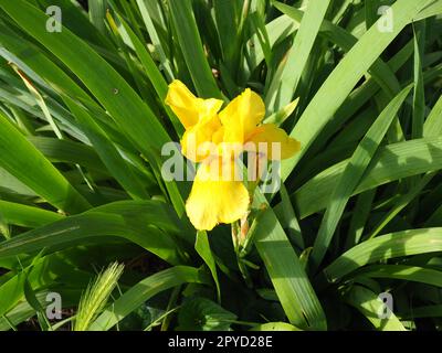 Iris, eine Gattung der mehrjährigen Rhizome der Iris-Familie. Ein Zierkraut mit großen, leuchtenden Blumen. Anmutige, zarte Blume gelber Farbe mit orangefarbenen Venen. Grüne Leaves im Hintergrund Stockfoto