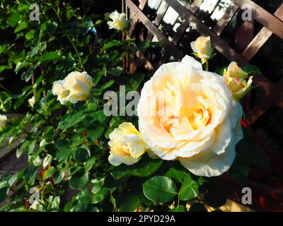 Schöne große Doppelrosen im Garten vor grünem Laub und Holzgitter. Dekoration von Garten, Garten und Rasen. Blumenzucht, Gartenbau, Botanik und Landwirtschaft Stockfoto