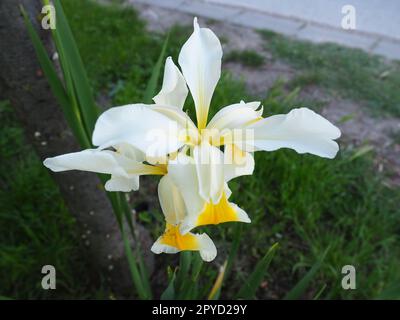 Iris ist eine Gattung mehrjähriger Rhizome der Iris-Familie. Ein Zierkraut mit großen, leuchtenden Blumen. Anmutige, zarte Blume von weißer Farbe mit gelben Adern. Grüne Leaves im Hintergrund Stockfoto