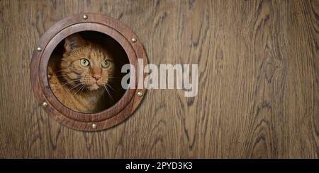 Die rote Katze sieht merkwürdig durch ein Bullauge aus. Panoramabild mit Kopierbereich. Stockfoto