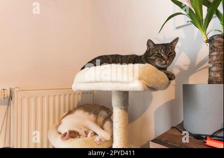 Zwei Katzen, die auf dem Katzenbaum schliefen Stockfoto
