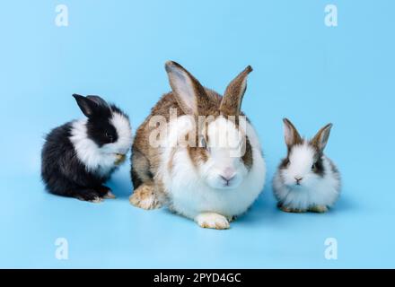 Liebenswerte Mutter mit zwei Kaninchenbabys, isoliert auf blauem Hintergrund. Stockfoto