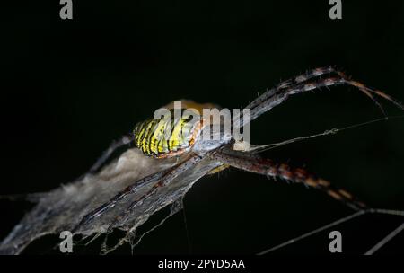 Gelbe Gartenspinne und der Eiersack hängen im Netz. Stockfoto