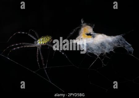 Gelbe Gartenspinne und der Eiersack hängen im Netz. Stockfoto