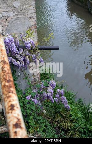 Wisteria wächst an einer abgenutzten Wand und einer Dachrinne Stockfoto