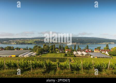 Reichenau, Weinberge und Gewächshäuser mit Blick auf den Bodensee, Baden-Württemberg, Deutschland Stockfoto