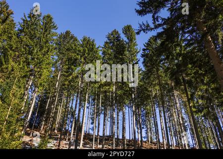 Gerade grüne Kiefern in einem Wald und dunkelblauer Himmel Stockfoto