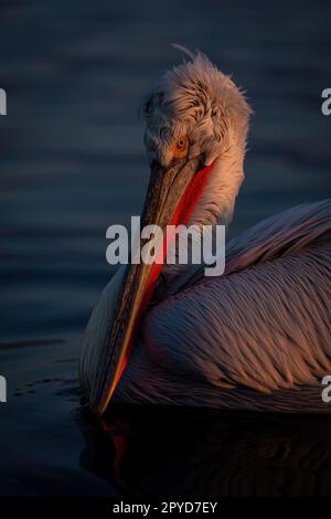 Nahaufnahme von dalmatinischen Pelikanen, die auf dem See schwimmen Stockfoto