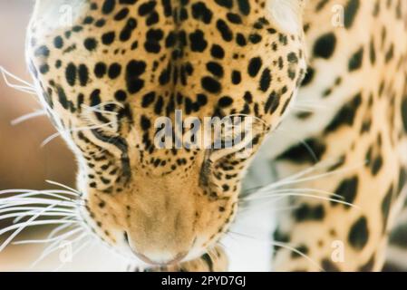 Leopard pantera padus kotiya im Felsen Stockfoto