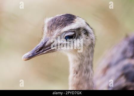 Straußkopf aus nächster Nähe, Herbst-Wetterpark im Freien Stockfoto