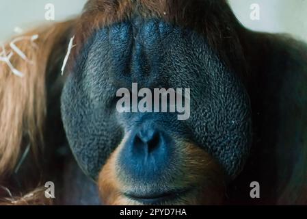 Bornean, alter großer Orang-Utan, pongo Pygmaeus, Detailmännchen Stockfoto