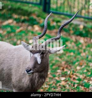 Die Mähne frisst Heu, das Tier im Zoo, die großen, abgerundeten Hörner eines Ramms. Stockfoto