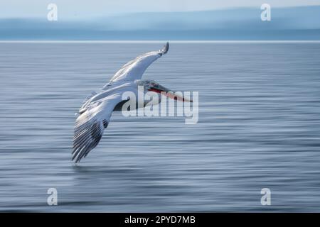 Langsame Pfanne dalmatinischer Pelikane, die Lagune überqueren Stockfoto