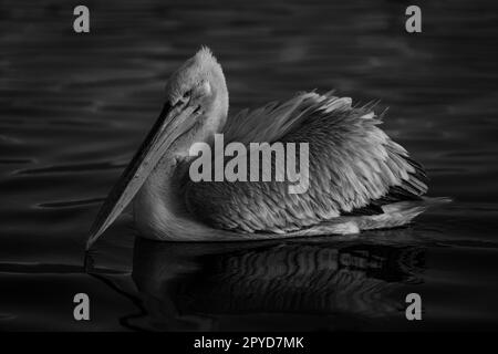 Mono-Pelikan schwimmt bei Sonnenaufgang über den See Stockfoto